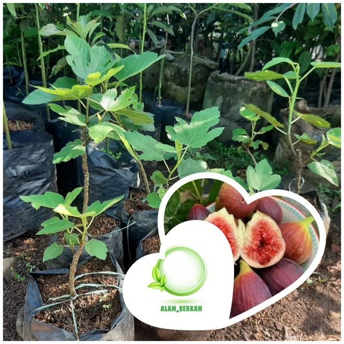 Bibit pohon buah tin/buah ara/tanaman buah tin /buah ara BARANG SUPER