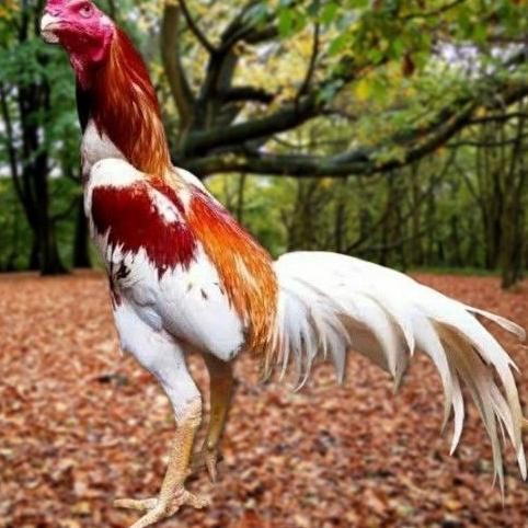 

TELUR AYAM PAKHOY BANGKOK VERTIL SIAP DI TETASKAN JAMINAN SUPER OIGINAL BERGARANSI