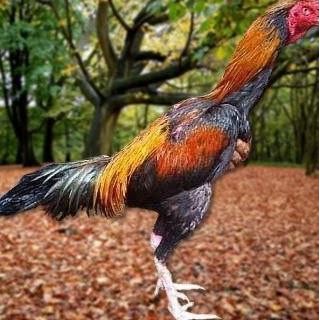 

TELUR AYAM PAKHOY JUMBO VERTIL SIAP DI TETASKAN JAMINAN SUPER OIGINAL BERGARANSI VERTIL