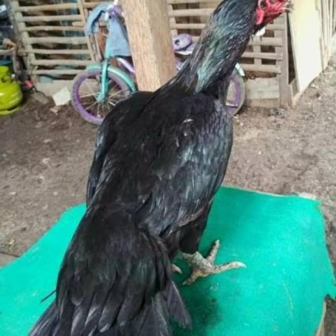 

TELUR VERTIL AYAM BANGKOK EKOR LIDI