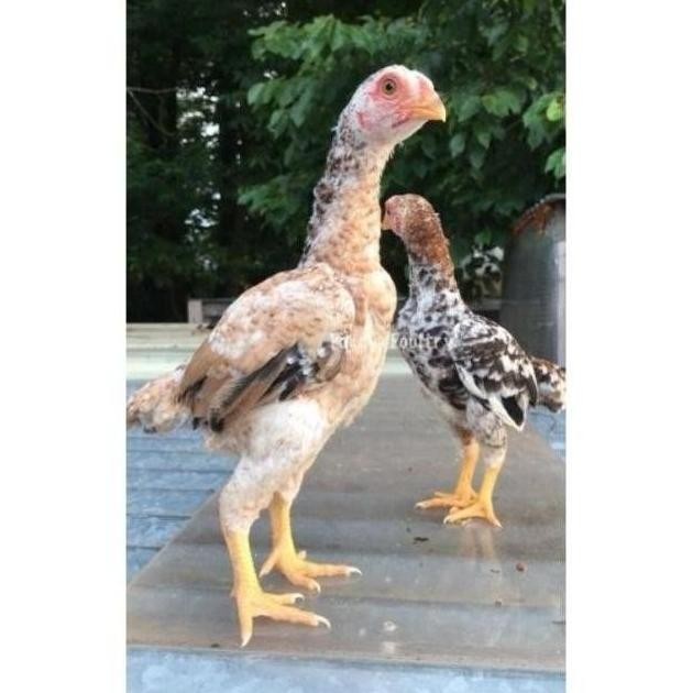 

TELUR VERTIL AYAM JAWA RAKSASA||SIAP TETAS