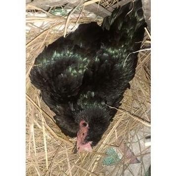 TELUR VERTIL AYAM BANGKOK F1 ASLI SUPER
