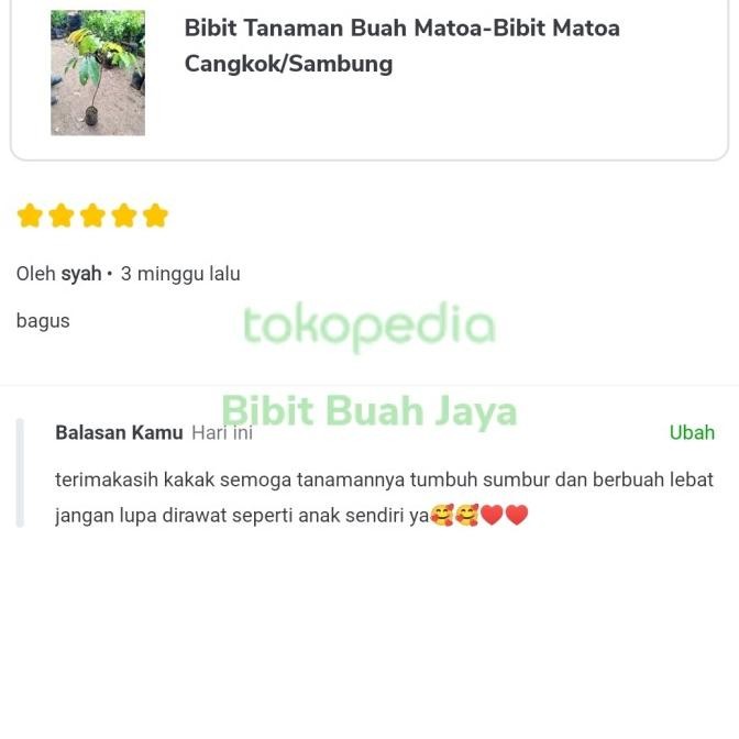 Bibit Tanaman Buah Matoa-Bibit Matoa Cangkok/Sambung PREMIUM