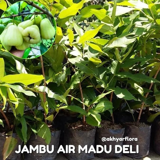 Terlaris Bibit Buah Jambu Air Madu Deli Tanaman Buah Jambu Air Madu