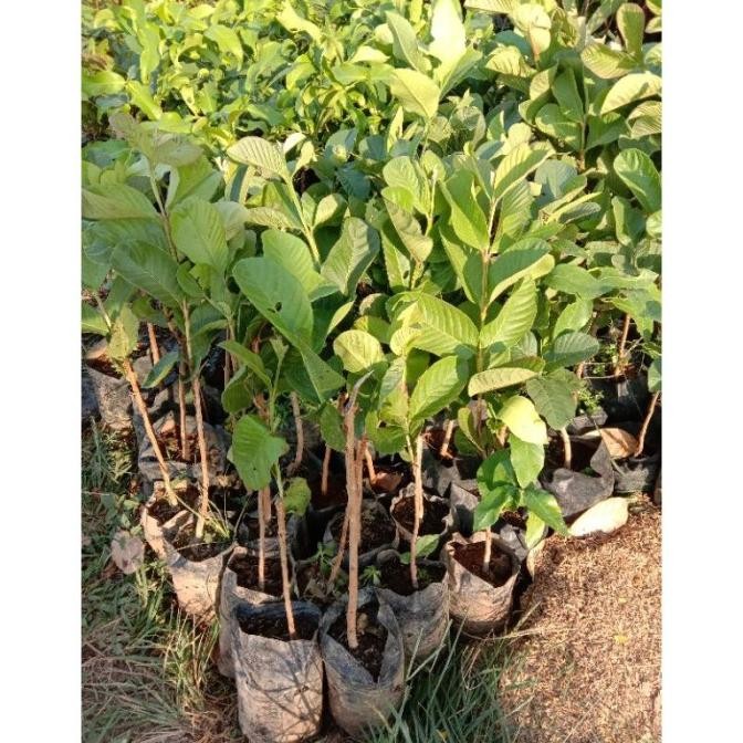 bibit jambu siumik MMMM