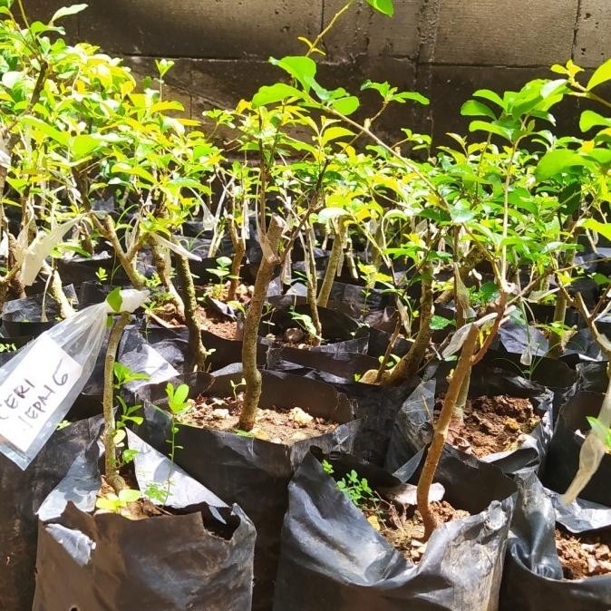 Terlaris Bibit Tanaman Buah Cherry Jepang Asli UNGGULAN