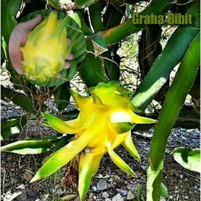 Bibit Buah Naga Kuning Tanpa Duri I3N MMMM