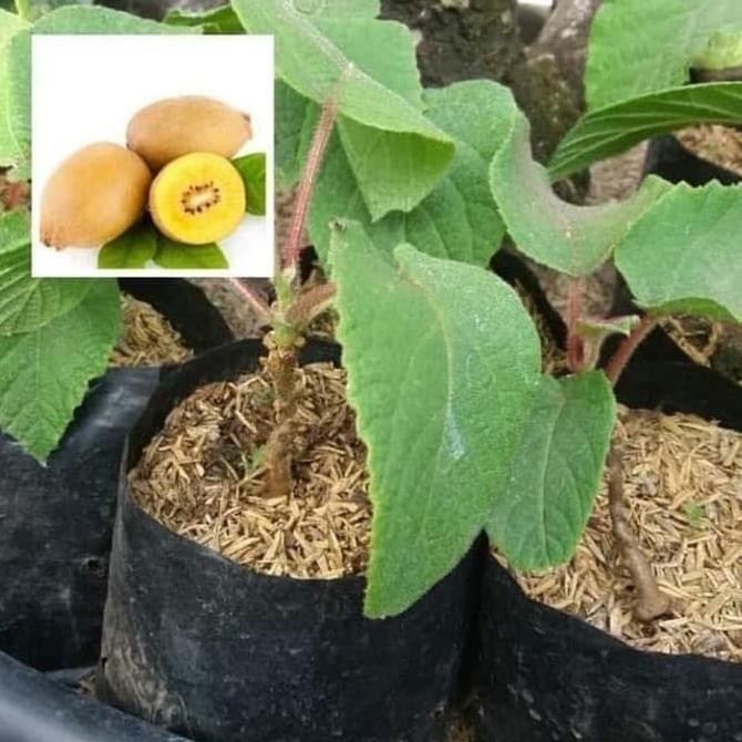 Terlaris Bibit Tanaman Buah KIWI GOLD UNGGULAN
