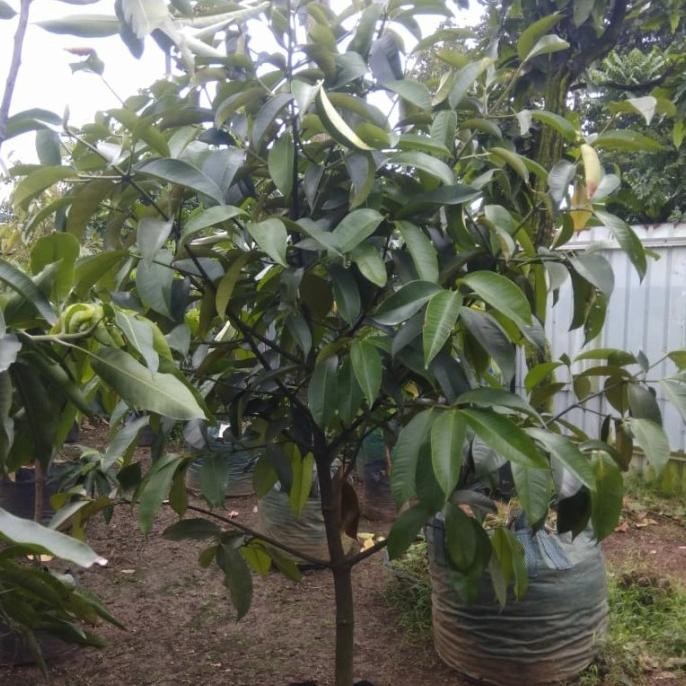 Terlaris pohon buah manggis siap berbuah tinggi 2 meter UNGGULAN
