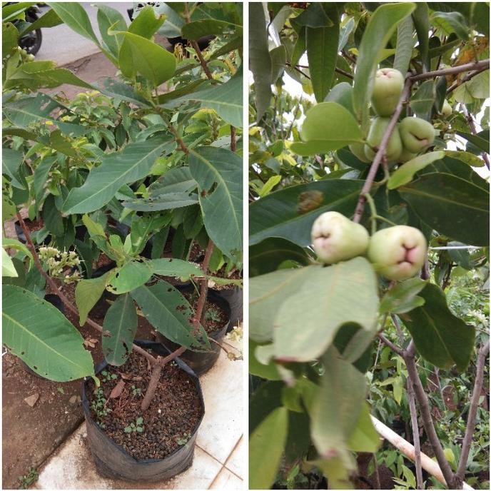 bibit pohon buah jambu air madu deli//tanaman buah jambu air madu deli Aww
