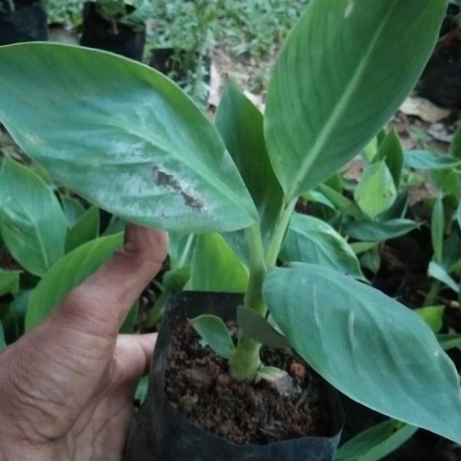 sale 10 Bibit Pisang an Merah Medan kultur jaringan ATX