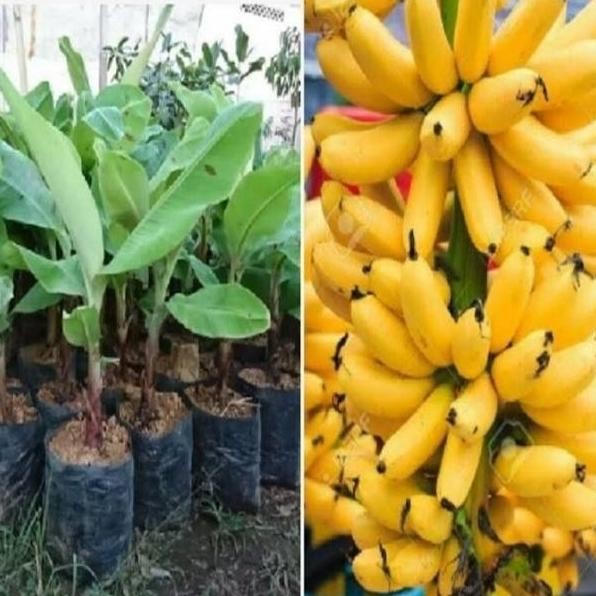 Pisang Emas - Pisang Mas - Bibit Tanaman Buah Pisang Emas AZZ