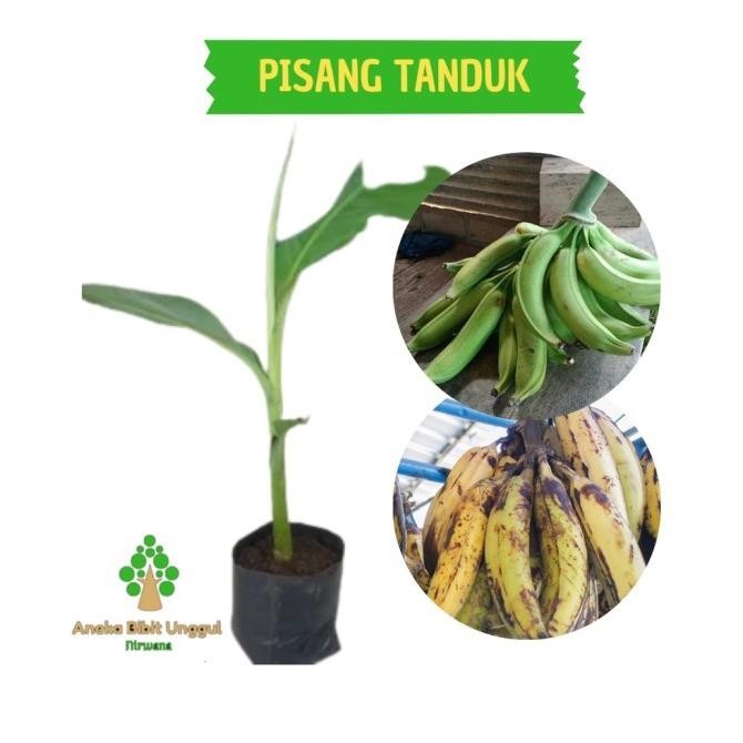 BIBIT BUAH PISANG TANDUK - BIBIT PISANG - BIBIT PISANG TANDUK - S298 AZZ