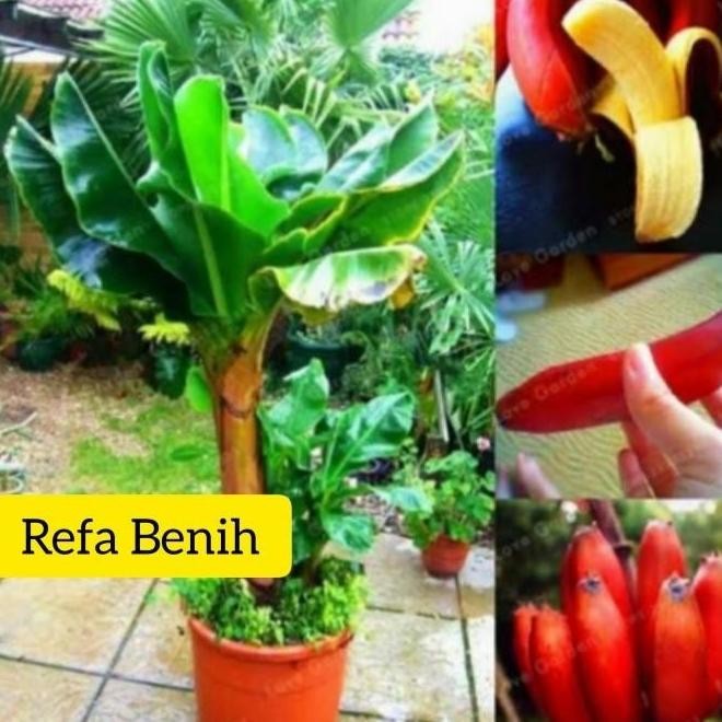Bibit Pisang Mini Merah Langka / Pisang Merah / Bibit Unggul / Pisang AZZ