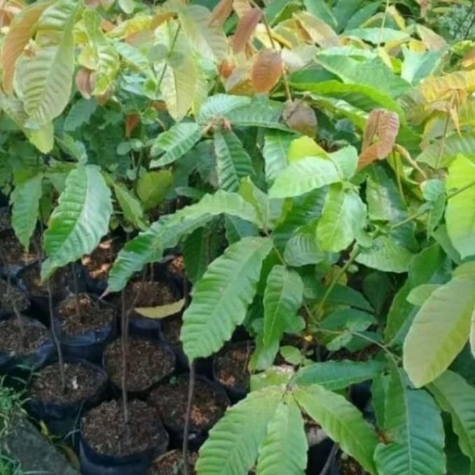 KLITAS Bibit Tanaman Buah Matoa-Bibit Matoa-Bibit Matoa Cangkok & PREMIUM