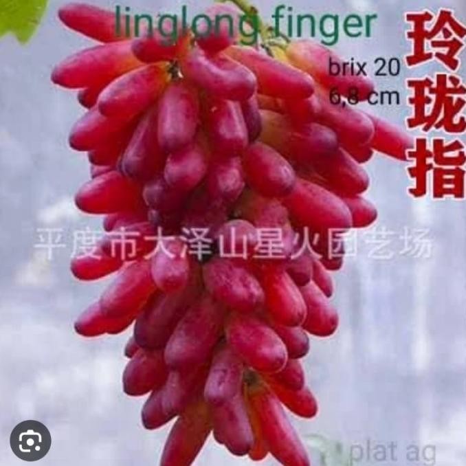 

bibit anggur linglong finger import