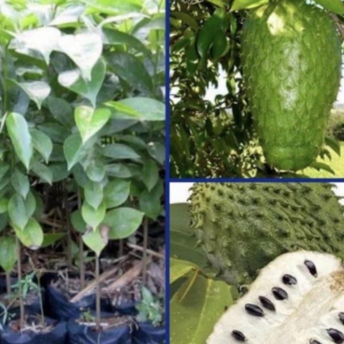 bibit tanaman sirsak madu jumbo - tanaman sirsak jumbo