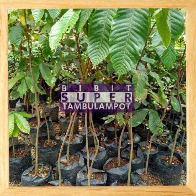 VIRALL Bibit Tanaman Buah Matoa Super Okulasi Stek PREMIUM