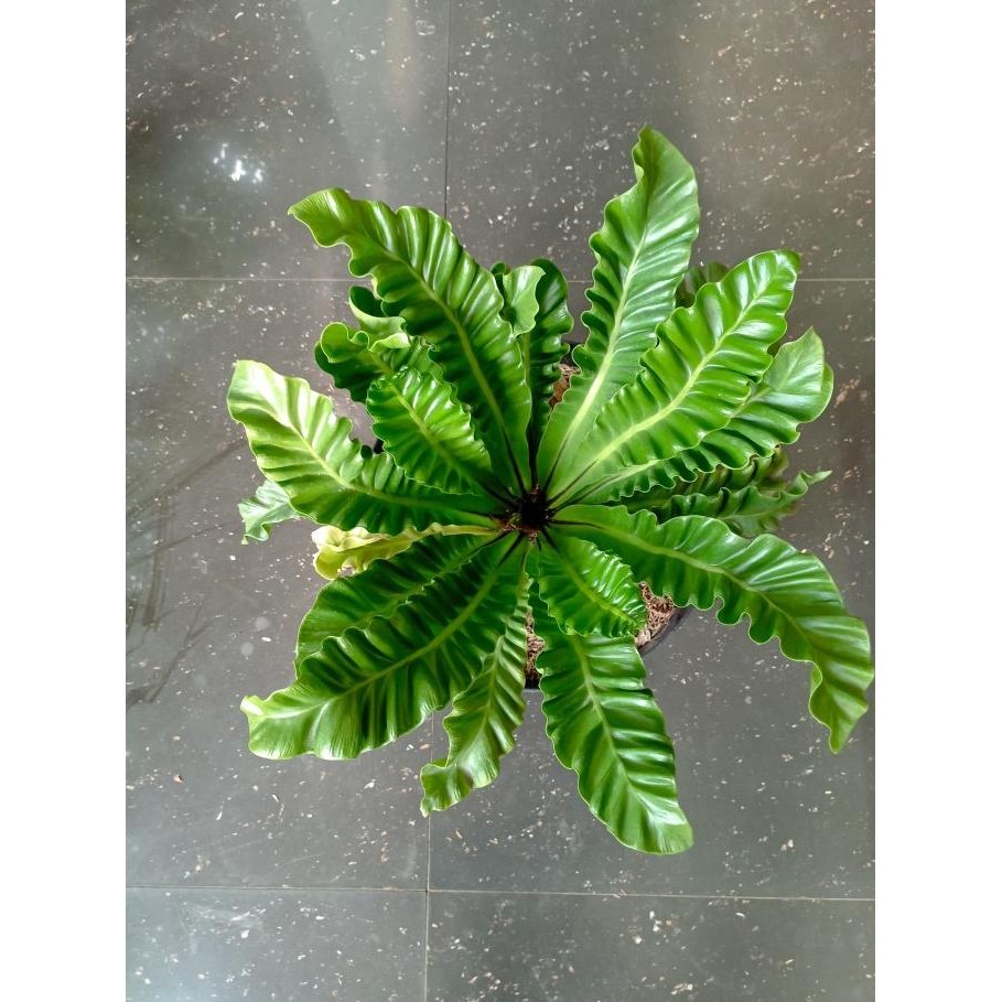 Tanaman Hias Kadaka Lasagna / Kadaka Cobra Mini