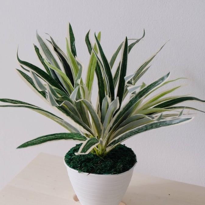 Tanaman Plastik Pandan Varigata / Daun Suji Plastik Hias