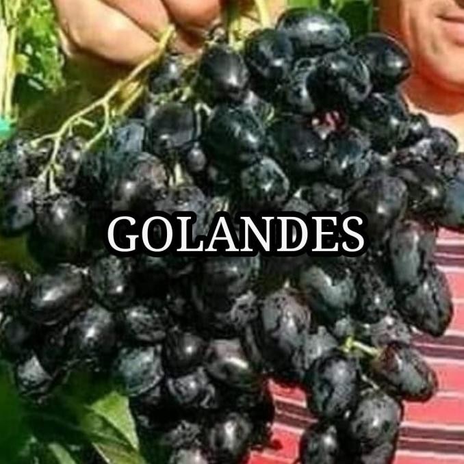 

Bibit Anggur Import golandes