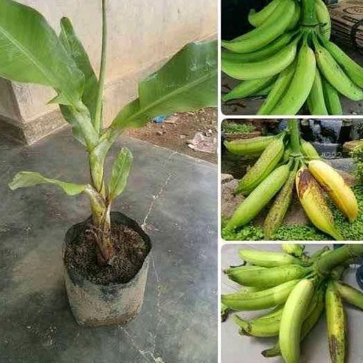 bibit pisang tanduk byar PREMIUM