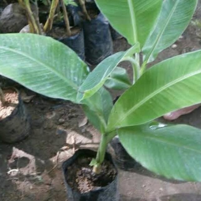 bibit tanaman pohon pisang tanduk botol anakan AZZ