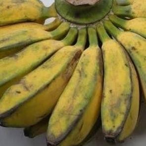 Bibit Pohon Pisang Kepok Super / Buah Pisang Kepok SEGAR AZZ