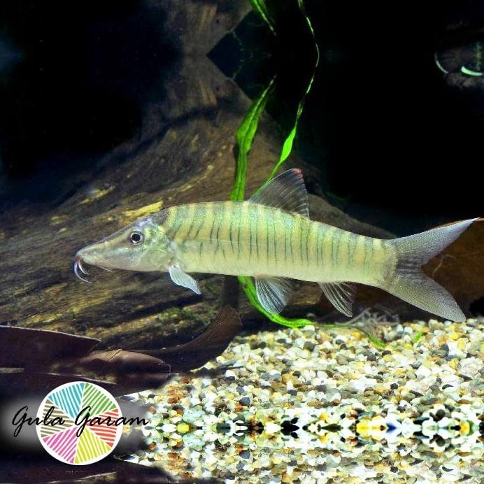 Terlaris Botia Green Tiger Ikan Hias Aquascape Hiasan Aquarium Tanaman Air Tawar