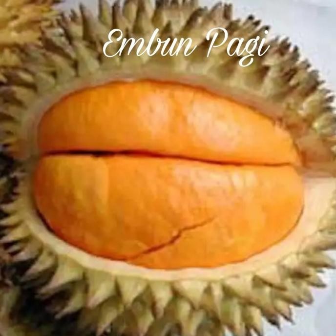 Bibit Buah Durian Elai atau Lai Asal Kalimantan Jaminan Valid jenisnya