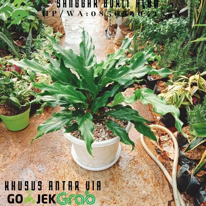 Terlaris Tanaman Hias Anthurium Gelombang Cinta Besar Plus Pot Dan Tatakan