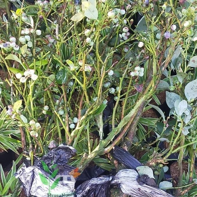 RESTOCK* BIBIT POHON BLUEBERRY - POHON BUAH BLUEBERRY - BERBUAH $S? a