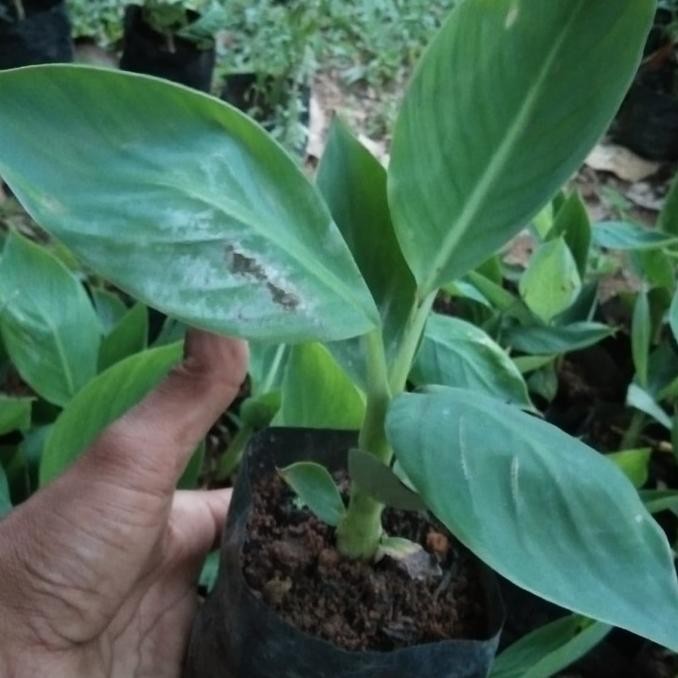 sale 10 Bibit Pisang an Merah Medan kultur jaringan AZZ