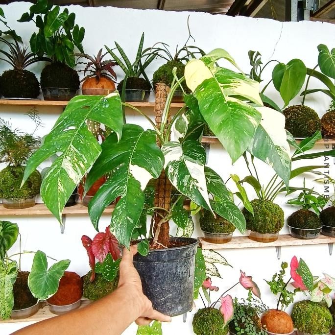 Terlaris Monstera Albo Epipremnum Pinnatum Varigated | Tanaman Hias Indoor