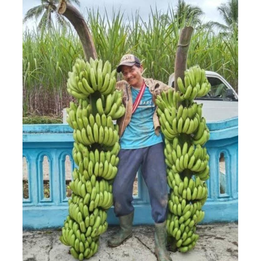 Bibit Tanaman Pisang Fhia17/Mulyo/Dampit - Kultur Jaringan AZZ