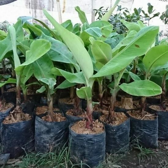 Bibit buah Pisang Kepok - Kultur jaringan FFFF