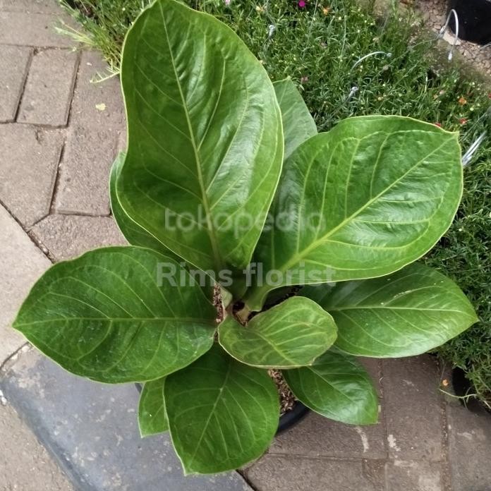 Terlaris Tanaman Hias Anthurium Jemani Kol/Anthurium Jemani