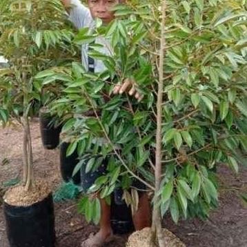 Bibit Buah Durian Bawor Kaki 3 Tinggi 2 meter - Segera Berbuah FFFF