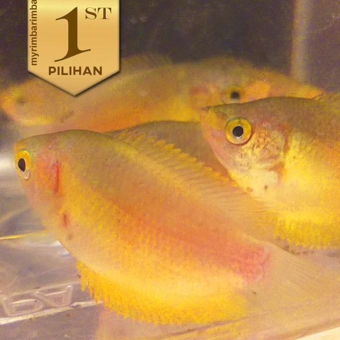 Terlaris Paket Koloni (Isi 10) Honey Gold Gourami Sepat Madu Emas Ikan Hias Tanaman Air Aquascape