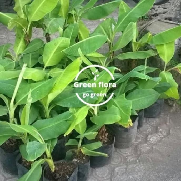 bibit pisang cavendish-pohon pisang cavendish-buah pisang cavendish AZZ