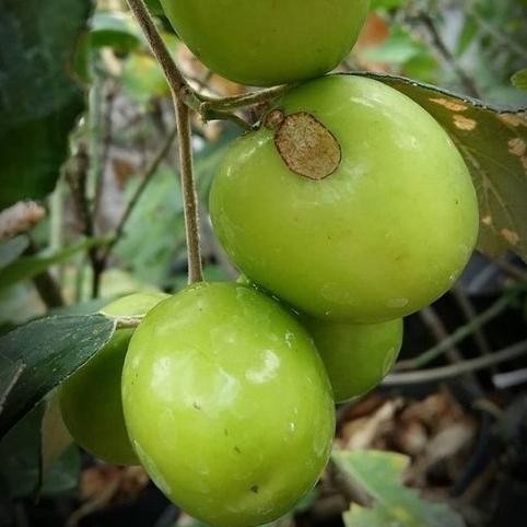 Tanaman Bibit Buah Apel India - Ziziphus mauritiana - apel india -
