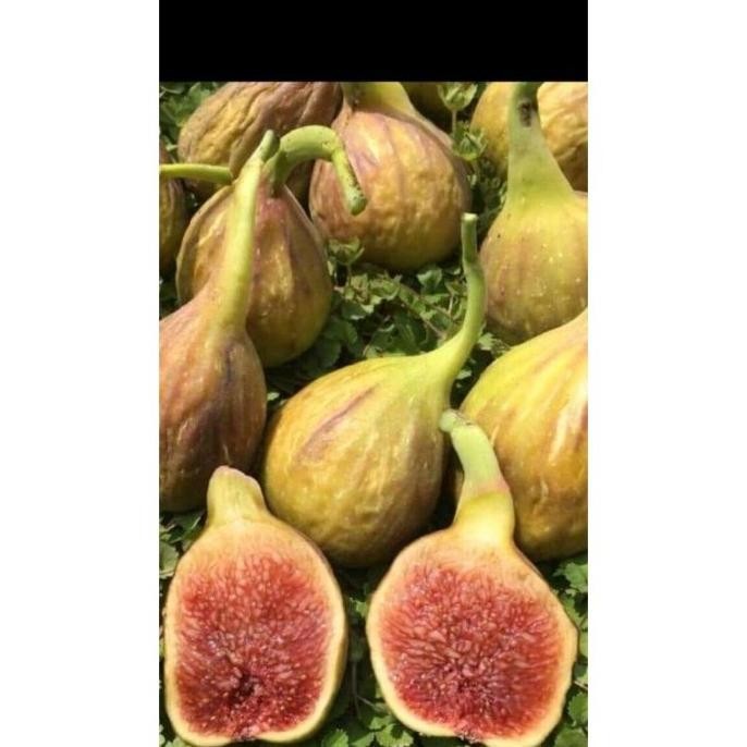 Bibit buah tin jenis LDA SUPER NNNN