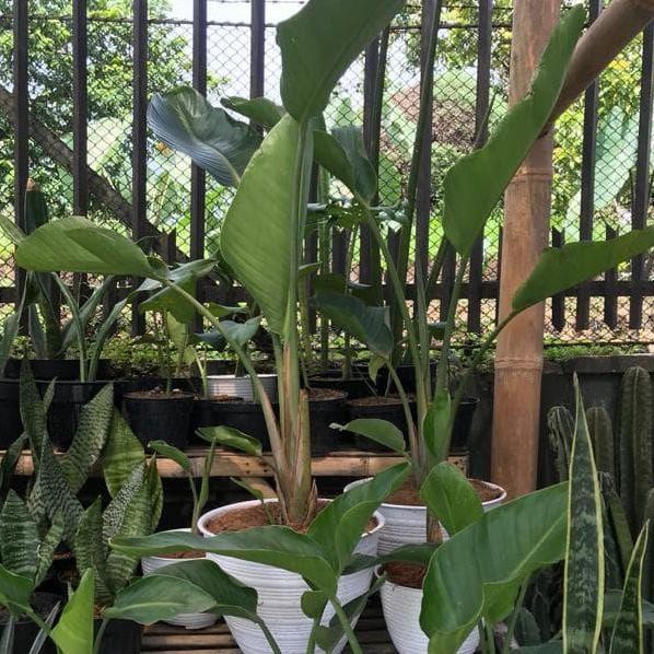 Bibit Tanaman Pisang Bird Of Paradise Bunga Putih Ungu Rest0Ck PREMIUM