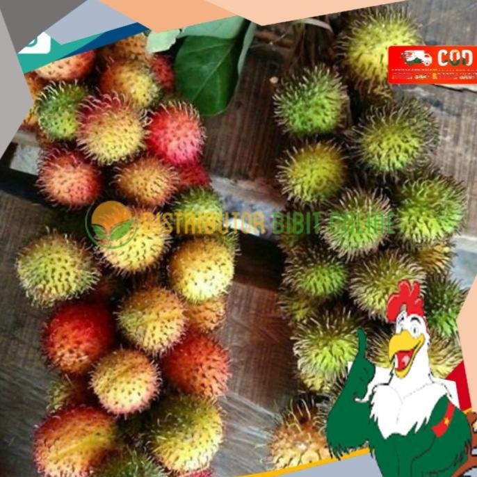 Bibit Buah Rambutan Rapiah Siap Berbuah SUPER NNNN