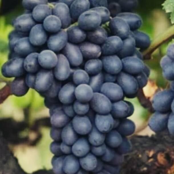 Bibit Buah Anggur Import Hitam Manis Non Biji Autumn Cocok Disegala