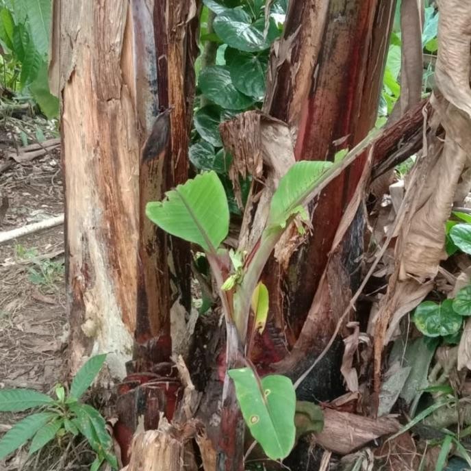bibit pisang merah/pisang langka/pisang raja merah PREMIUM