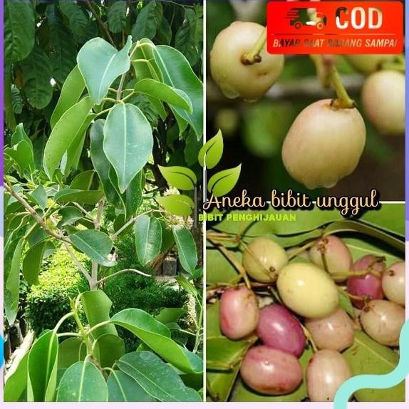 BIBIT BUAH JUWET ATAU BUAH JAMBLANG PUTIH SUPER NNNN