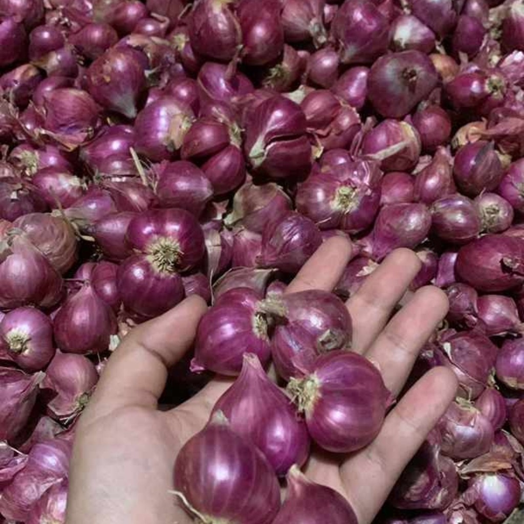

Bawang Merah Probolinggo Super Sedang