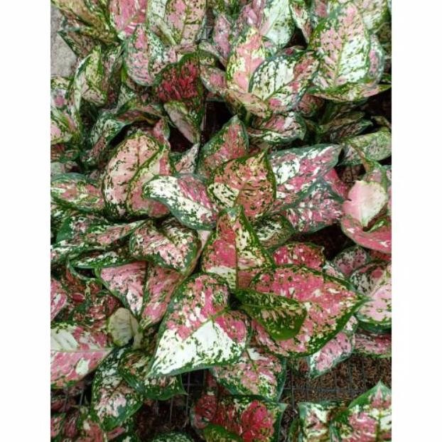 Lnb-1217 Tanaman Hias Aglonema  Tricolor - Aglonema Tricolor - Tanaman Indoor Original