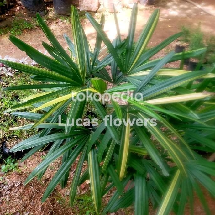 Terlaris Palem Waregu Varigata Tanaman Hias Regu